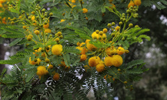 Vachellia farnesiana