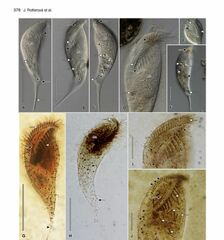 Tropidoatractus spinosus
