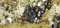 Mytilus galloprovincialis