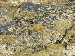 Mytilus galloprovincialis