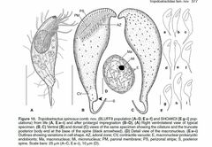 Tropidoatractus spinosus