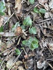 Macrachaenium gracile gracile