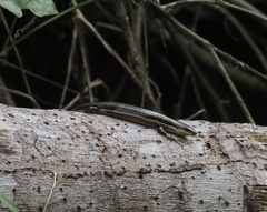 Marisora unimarginata