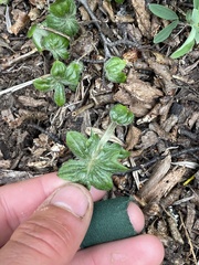 Macrachaenium gracile gracile