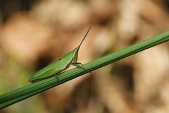 Tagasta marginella