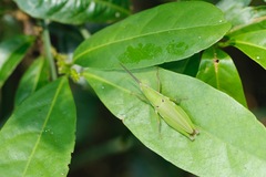 Tagasta marginella