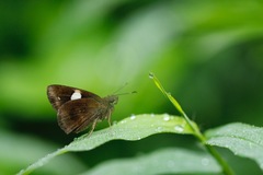 Notocrypta paralysos