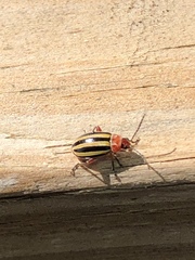 Disonycha admirabila