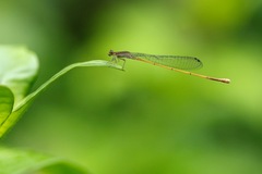 Aciagrion pallidum