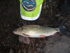 Moxostoma erythrurum