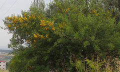 Vachellia farnesiana
