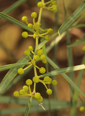 Acacia saligna