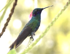Colibri