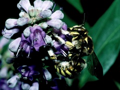 Anthidium