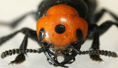 Creophilus erythrocephalus