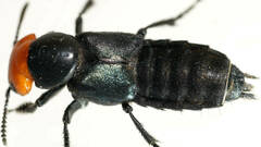 Creophilus erythrocephalus