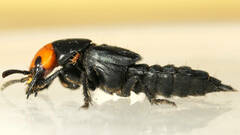Creophilus erythrocephalus