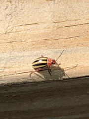 Disonycha admirabila