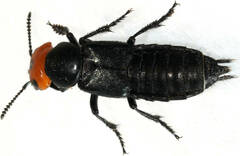 Creophilus erythrocephalus