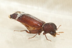 Bostrichidae