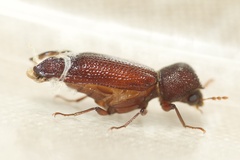 Bostrichidae