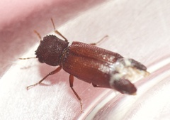 Bostrichidae