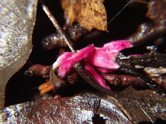 Hypomyces