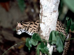 Prionailurus javanensis