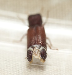 Bostrichidae