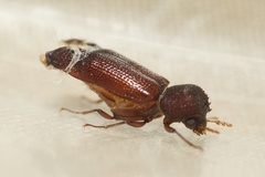 Bostrichidae