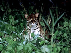 Prionailurus javanensis