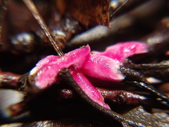 Hypomyces