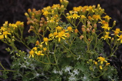 Cineraria alchemilloides