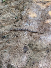 Gerrhonotus liocephalus