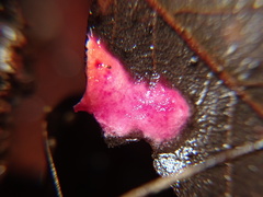 Hypomyces