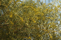 Acacia saligna