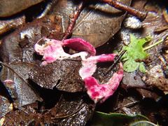 Hypomyces