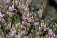Acantholimon armenum