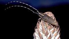 Agapanthia asphodeli