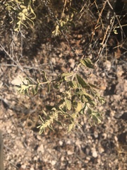 Buddleja scordioides