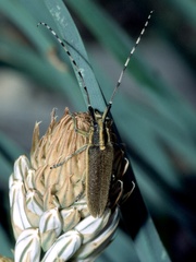 Agapanthia asphodeli