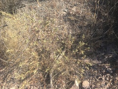 Buddleja scordioides