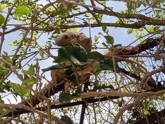 Iguana