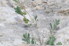 Phyllanthus polygonoides
