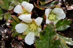 Rubus gunnianus