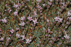 Acantholimon armenum