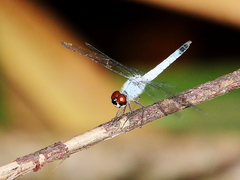 Brachydiplax denticauda