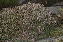 Acantholimon armenum