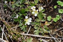 Rubus gunnianus