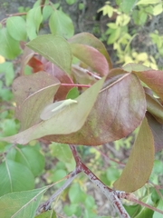 Chrysopa nigricornis
